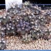 Copiapoa_echinoides_1